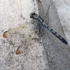 Orthetrum lineostigma