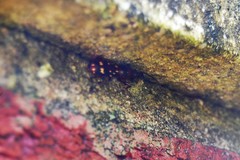 Arrhenodes minutus