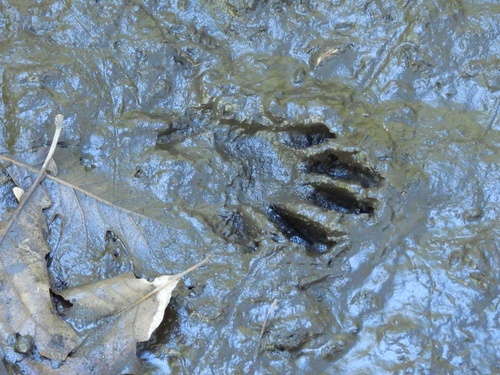 Common Raccoon