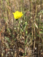 Lagophylla glandulosa