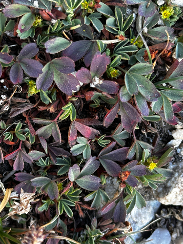 creeping sibbaldia