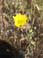 Lagophylla glandulosa