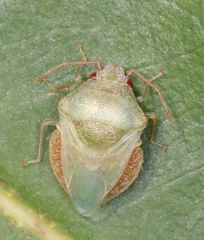 Uhlunga typica