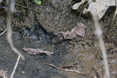 Appasus japonicus
