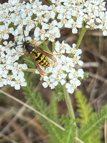 Vespula pensylvanica, 2026-09-24