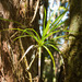 Freycinetia - Photo (c) DavidR.808, some rights reserved (CC BY-NC), uploaded by David R
