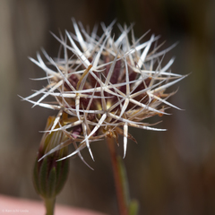Rigiopappus leptocladus