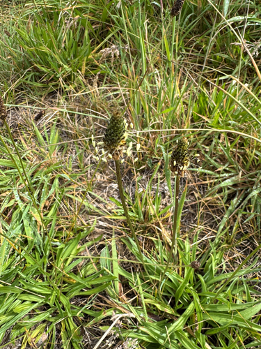 Plantago lanceolata observed 2026-09-24