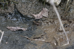 Appasus japonicus