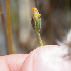 Rigiopappus leptocladus