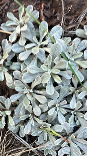 Antennaria parvifolia observed 2026-10-03