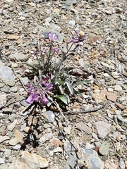 Penstemon patens