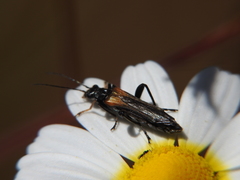 Oedemera simplex