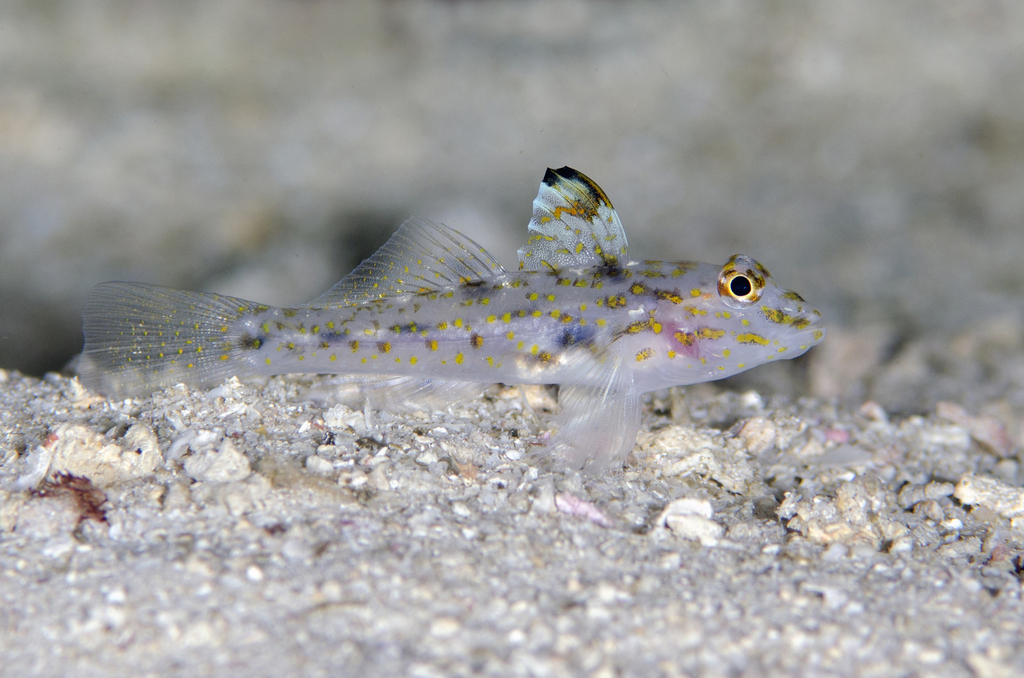 Goldspot Sandgoby