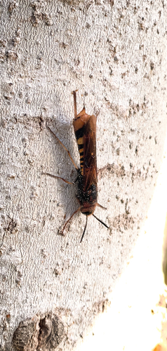 Dark-horned Trembling Woodwasp