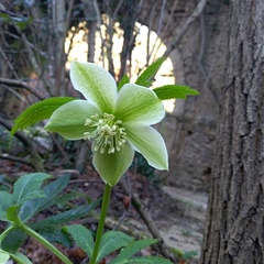 Helleborus viridis viridis