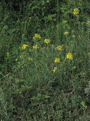 Erysimum maremmanum