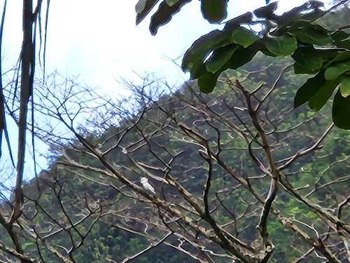 Cacatua observed 2026-07-08