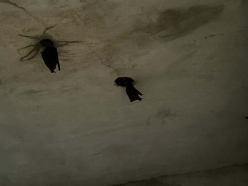 Hipposideros armiger observed 2026-10-04