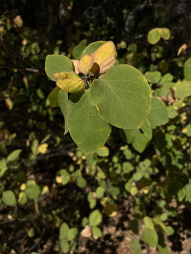 Styrax redivivus, 2026-10-03