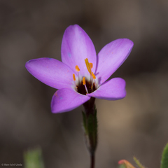 Leptosiphon ambiguus