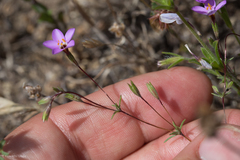 Leptosiphon ambiguus