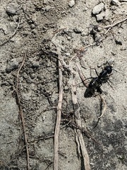 Camponotus pennsylvanicus