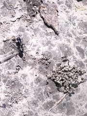 Camponotus pennsylvanicus