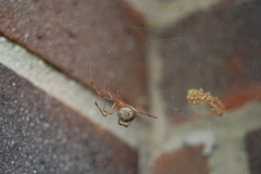 Parasteatoda tepidariorum