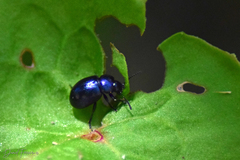 Gastrophysa janthina