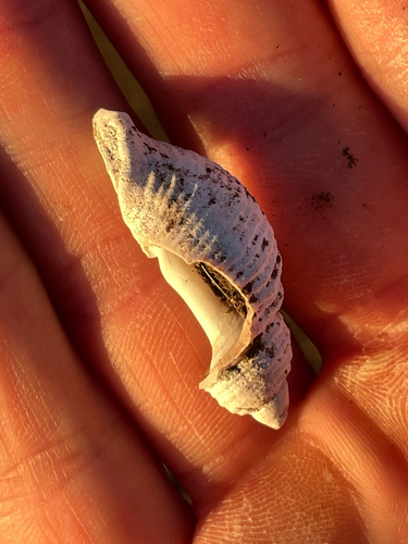 Nucella canaliculata observed 2026-10-03