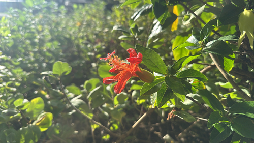 Hibiscus kokio observed 2026-10-03