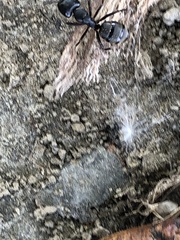 Camponotus pennsylvanicus