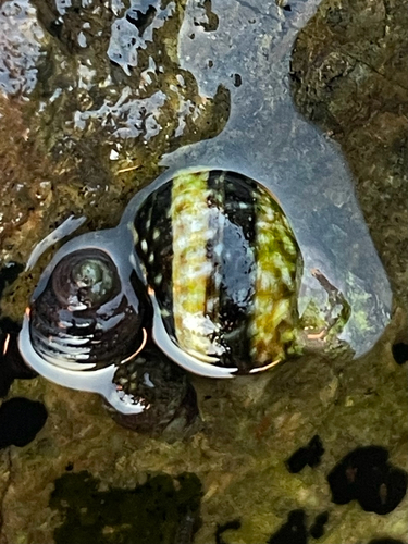 Littorina scutulata observed 2026-10-03