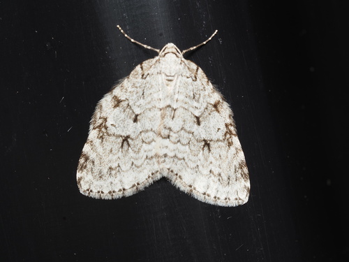 Autumnal Moth