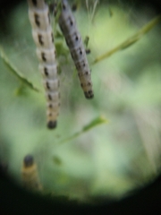 Yponomeuta evonymella