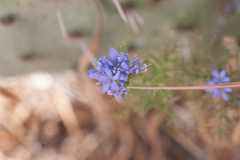 Gilia capitata abrotanifolia