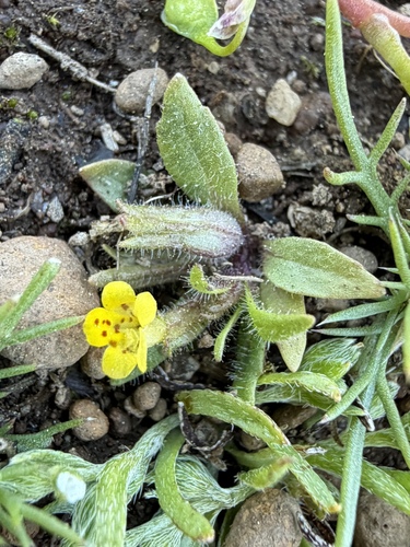 Egg Lake monkeyflower (Diplacus pygmaeus)