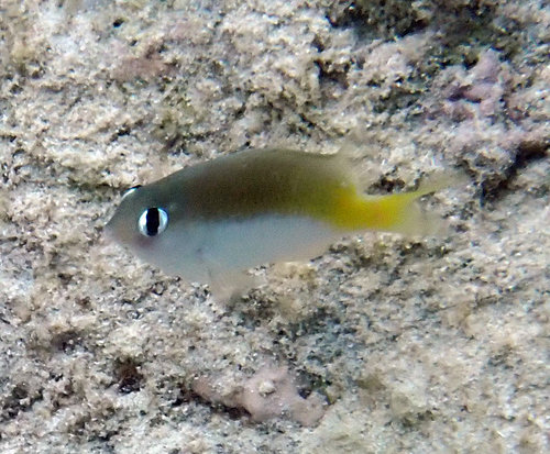 Plectroglyphidodon imparipennis observed 2026-10-03