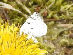 Lomographa semiclarata