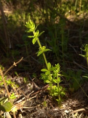 Cruciata glabra krylovii