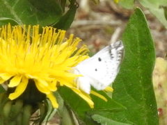 Lomographa semiclarata