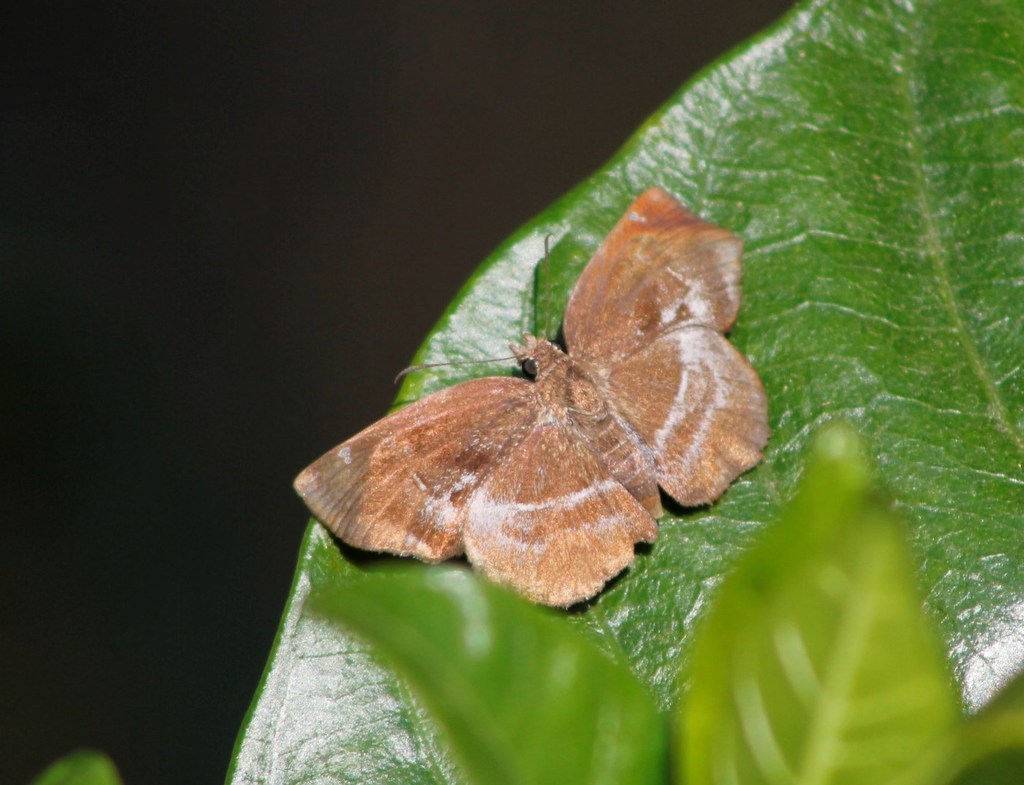 Polla Blue-Skipper