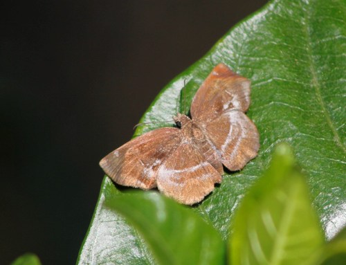 Polla Blue-Skipper