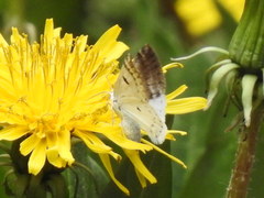 Lomographa semiclarata