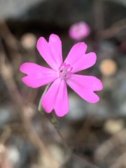 Silene cariensis