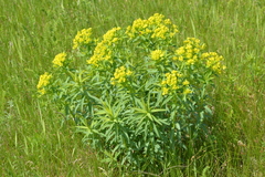 Euphorbia stepposa