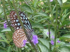 Ideopsis similis persimilis