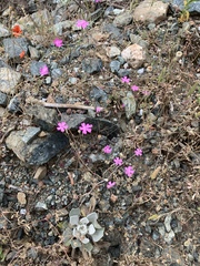 Silene cariensis