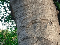 Aesculus × carnea